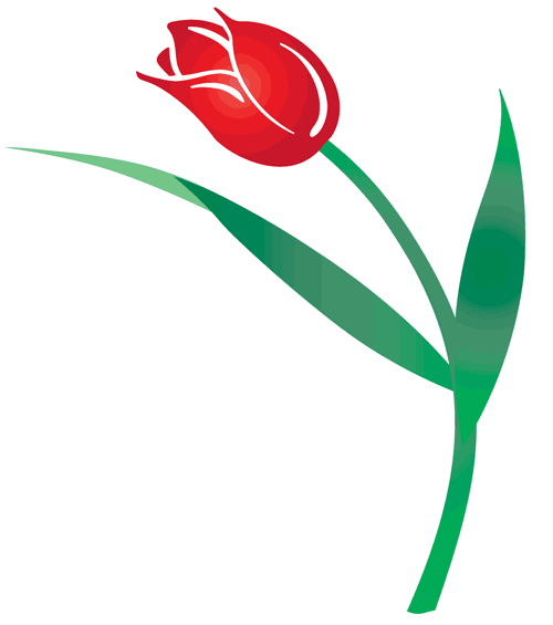Image of a Red Tulip