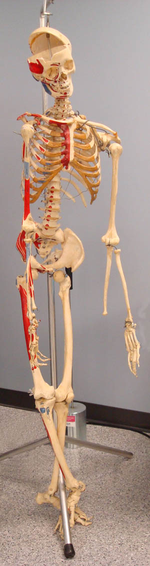 Picture of skeleton